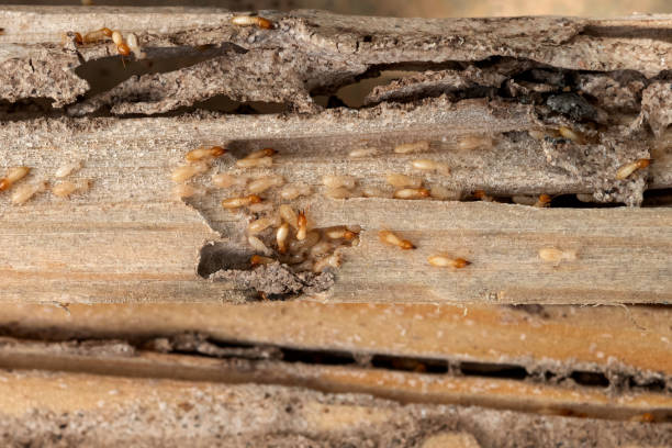 Best Pest Control Near Me  in Warren Af, WY